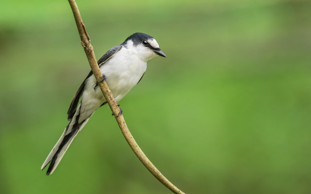 Perching Birds